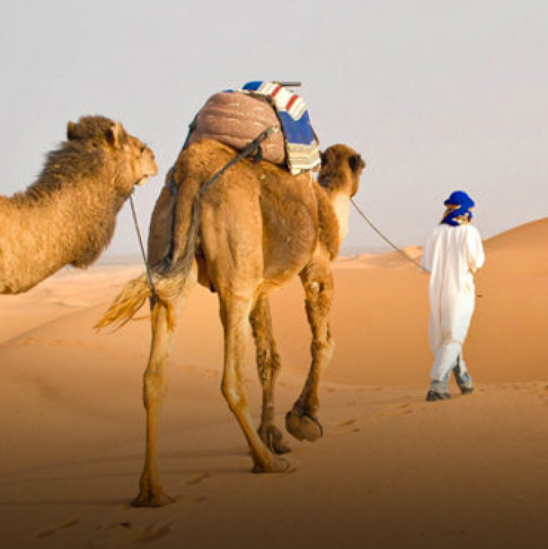 Desert Safari